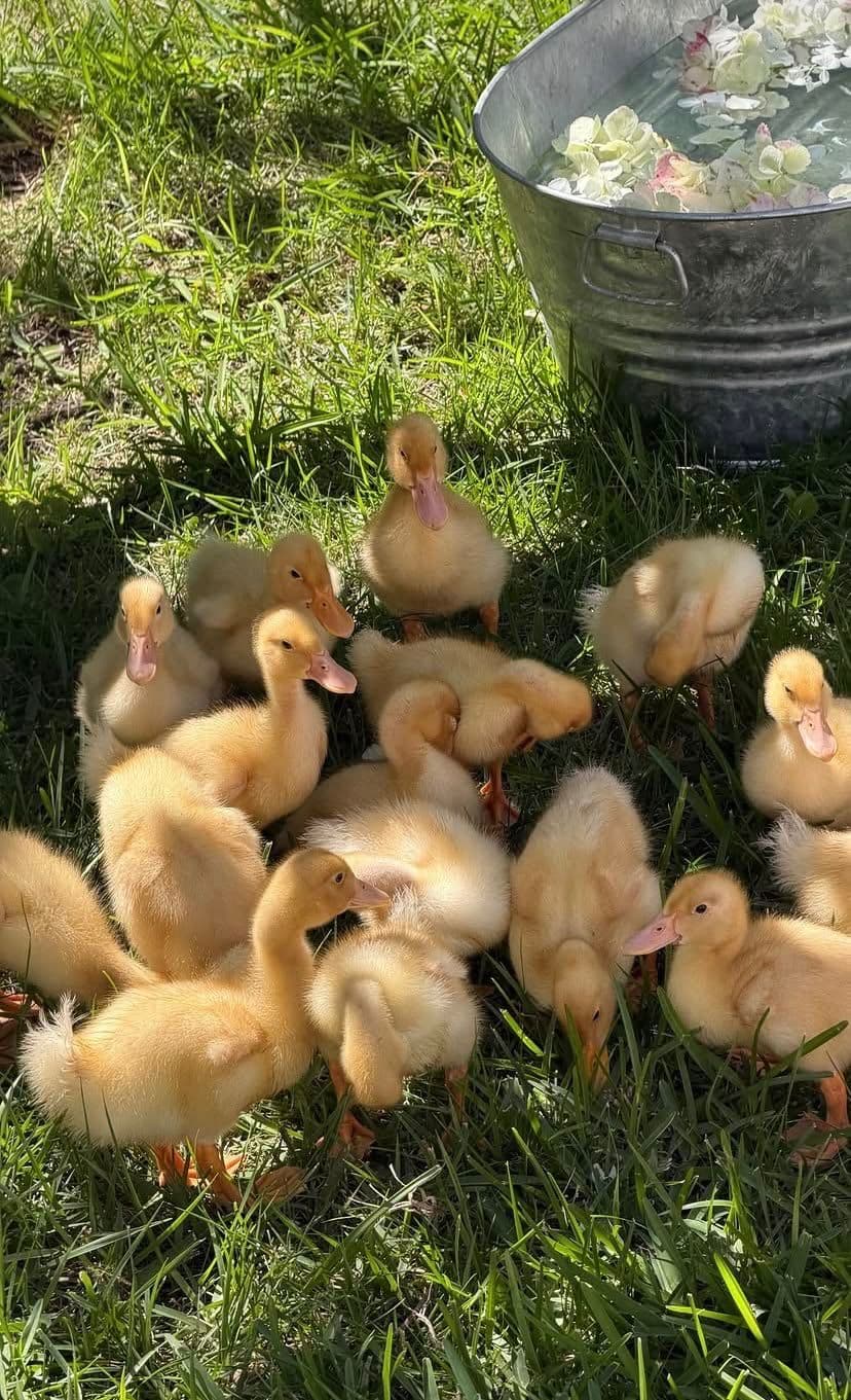 Ducklings gathered on grass in the sunshine