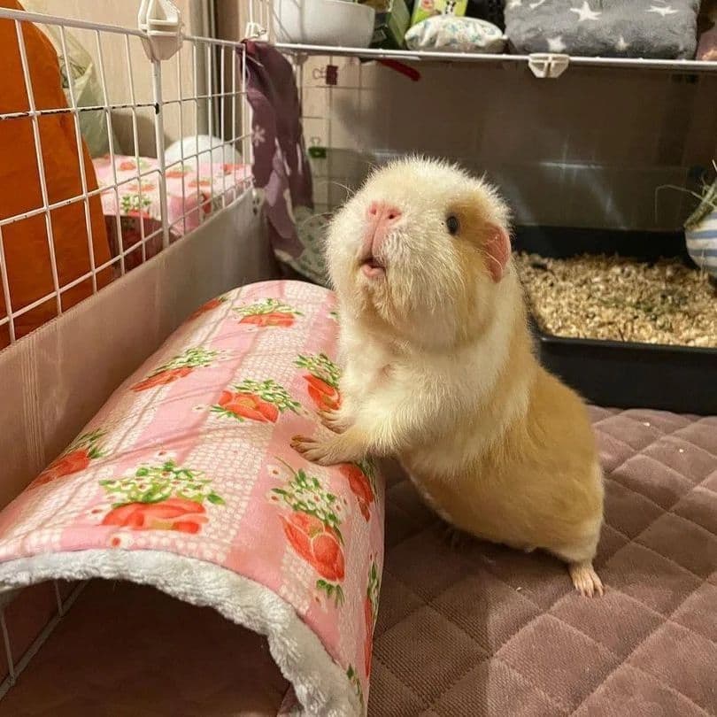 Guinea pig in a cosy indoor enclosure