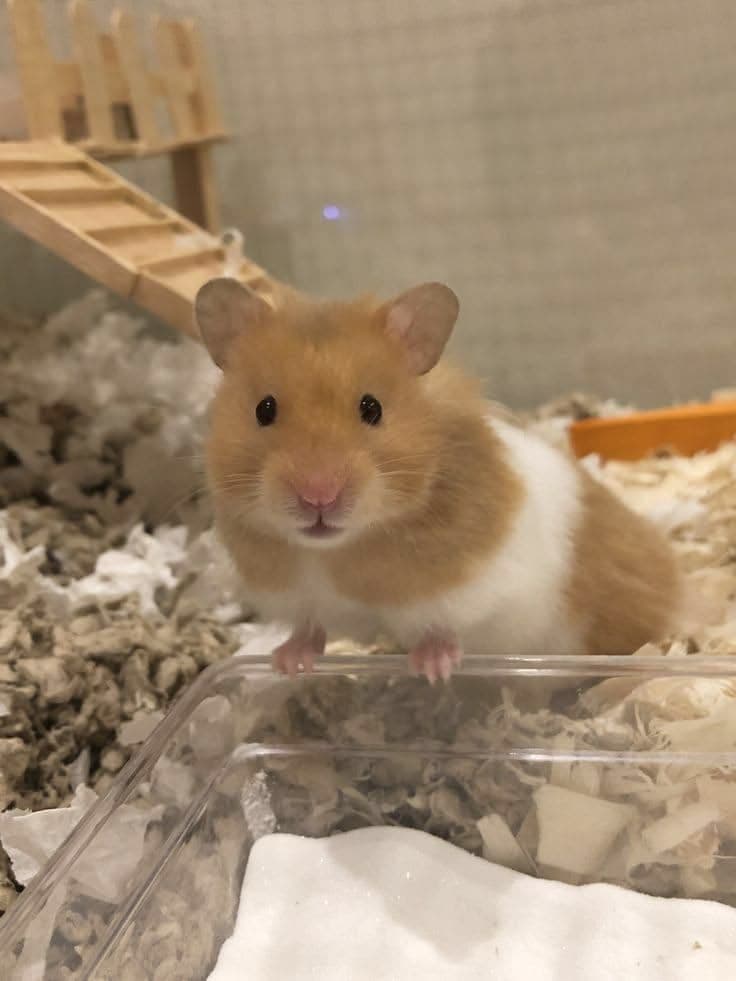 Hamster standing in its enclosure